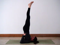 shoulder stand Yoga Position - Shiva Yoga Essex
